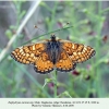 euphydryas aurinia2 male chonkatau b